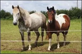  partir de quelle taille un poney devient-il un cheval ?