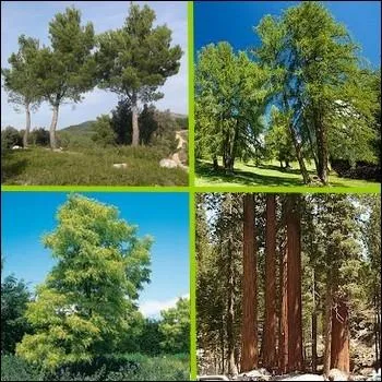 Lequel de ces arbres n'est pas  classer parmi les rsineux ?