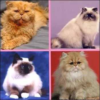 Un de ces chats n'est pas de race Persan. Lequel ?