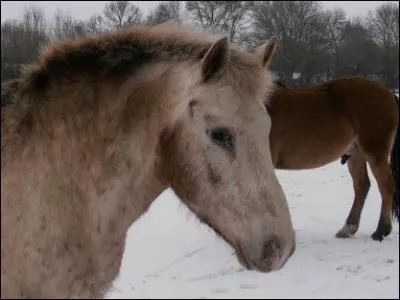 Quelle est sa robe ?