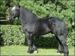 Quelle est sa race ?