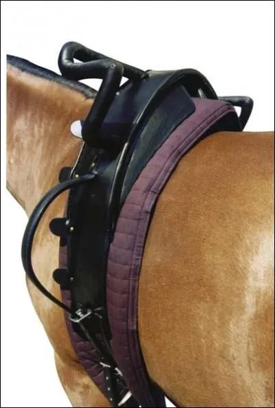 Quelle est cette selle ?