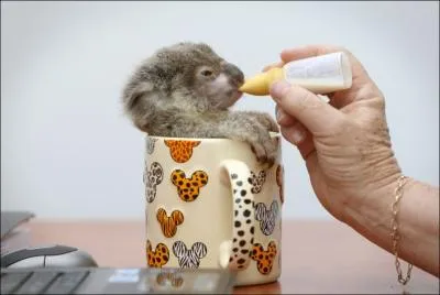 Si vous le connaissez, vous n'ignorez certainement pas que le koala se nourrit uniquement de certaines varits de bambous !