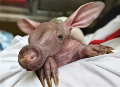 Evidemment que c'est un rat-taupe, tout le monde le sait !