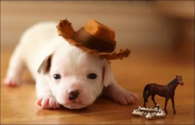 Petit, l'ourson blanc n'est absolument pas dangereux, d'ailleurs regardez la photo, il est mignon !
