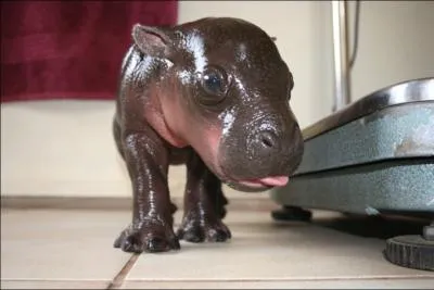 La baignoire est juste  ct, il va pouvoir prendre son bain, c'est un bb hippopotame !
