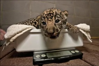 Il deviendra un redoutable prdateur en Amrique, c'est le lopard !