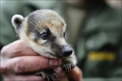 Habitant l'Amrique, je vous prsente ce jeune carnassier opportuniste, c'est le coati !