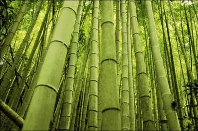 Auteur-compositeur-interprte de plusieurs tubes dont :  Rouge  de Michel Sardou,  Mditerranenne  d'herv Villard ou  Mademoiselle chante le blues  de Patricia Kaas :