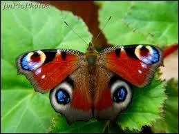 On trouve 1, 7 million d'espces animales vivantes connues  la surface de la Terre mais combien y a-t-il d'espces de papillons ?