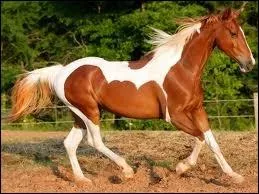 Comment s'appelle cette robe de cheval ?