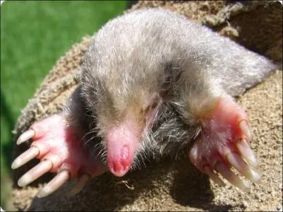 Comment se traduit la  taupe  en anglais ?