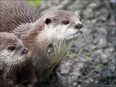 Comment se traduit la  loutre  en anglais ?