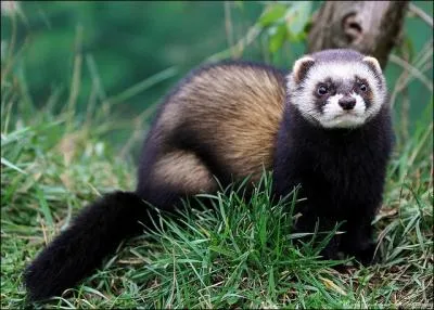 Comment se traduit le  putois  en anglais ?