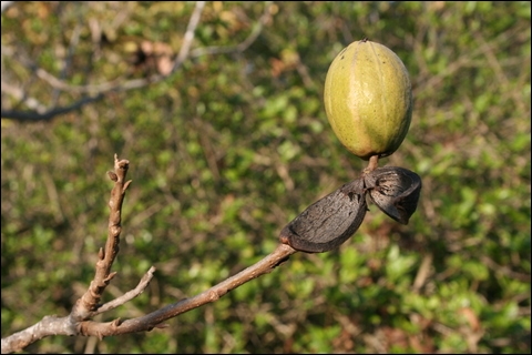 quel arbre produit les noix de pecan