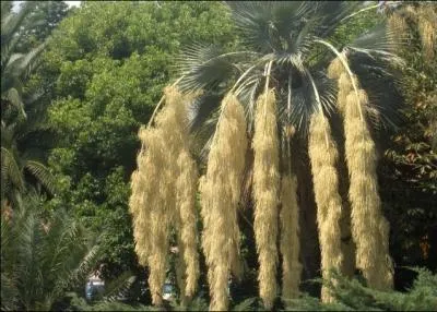 Il appartient  la famille des palmaces, ses fruits sont beaucoup utiliss dans la cuisine exotique. Quel est donc ce palmier ?