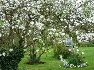 Je suis un arbre trs respect des Bretons et des Normands, je suis...