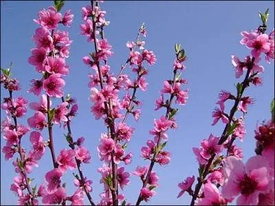 Vous avez srement reconnu cet arbre aux fleurs roses ...