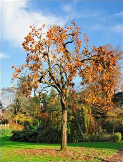 Quel fruit produit le plaqueminier ?