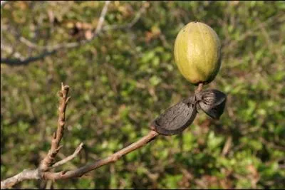 Quel arbre produit des noix de pcan ?