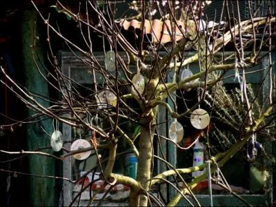 Parmi ces noms d'arbres, quel est celui qui n'existe pas ? .