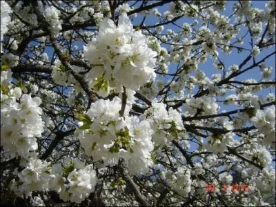 A quel arbre appartient ce bouquet de fleurs ?