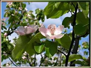 Certains chefs ont l'audace de servir mes fruits, en duo avec du filet de canard (magret), c'est vraiment succulent ! Je suis...