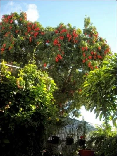 Quel arbre produit le litchi ?