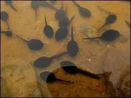 Bientt on lui mangera les cuisses. Mais quel est son nom ? In English of course.