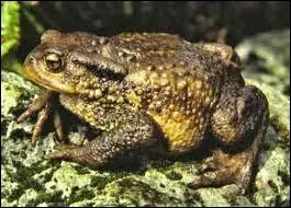 Il est trs beau ce petit ! Mais quel est son nom ? In English of course.