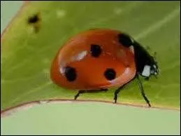 Plus elle a de point plus elle est ge. Mais quel est son nom ? In English of course.