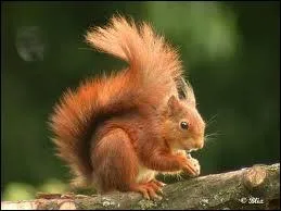 Il aime les noisettes et notre argent. Mais quel est son nom ? In English of course.