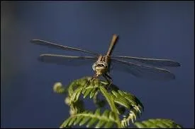 Elle est la reine de nos mares l't. Mais quel est son nom ? In English of course.