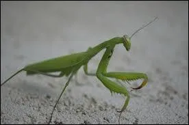 Elle mange son compagnon  la st. Valentin. Mais quel est son nom ? In English of course.