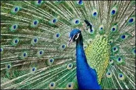 Il est le plus beau quand il fait la roue. Mais quel est son nom ? In English of course.