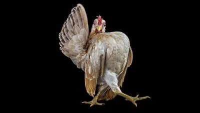 Trouvez le verbe correspondant  la photo !