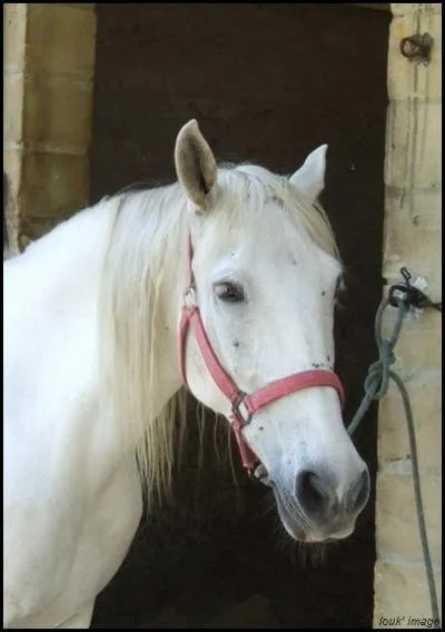 Quelle est la robe de ce cheval ?