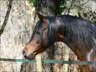 Quelle est la race de ce cheval ?