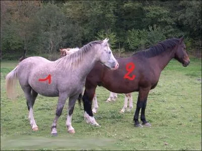 Quelle est la robe de ces chevaux, dans l'ordre ?