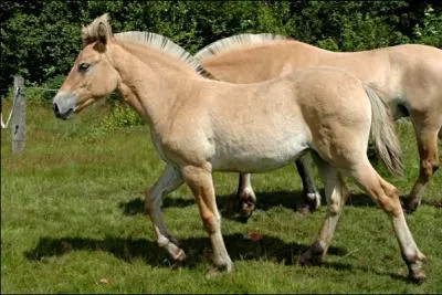 Quelle est la robe de ce cheval ?