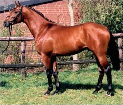 Quelle est la race de ce cheval ?