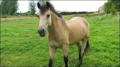 Quelle est la race de ce poney ?