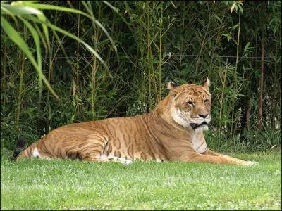 Qui est le petit du tigre mle ( Panthera tigris ) et de la lionne ( Panthera leo ) ?