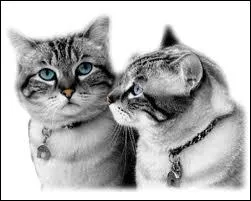 Oh ! Comme c'est mignon ! Un petit couple ! Ils vont faire des enfants  mon avis ! Oh ... ils ont les yeux bleus ! Normalement entre 60% et 80% des chats aux yeux bleus sont ...