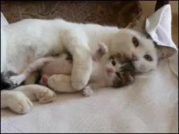 Oh ! Une chatte et ses enfants ! C'est trop beau  voir ! Mais la chatte est trs grande ! Bizarre ... hier elle tait toute petite ! Combien mesure un chat en moyenne ?
