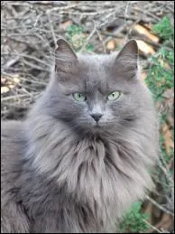 Mon chat lui ressemble tellement ! Il ressemble au chat le plus gros et le plus grand du monde ! Comment s'appelle ce chat ?