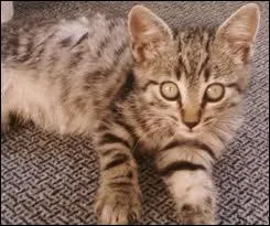 Oh ! Lui, c'est le plus mignon ! Mais ...combien a-t-il de papilles ? Si tu le sais, crie-le !