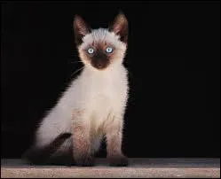 Bravo ! Il est trop beau ce______Siamois ! Bon ...  vous de trouver alors ! Quand vous le saurez, cliquez ! Go !