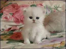 Trop mignon ce petit_______blanc ! Oh ! J'ai omis de l'crire ? Ah ! Normal, c'est la rponse ! Allez-vous parvenir  trouver cette rponse ?