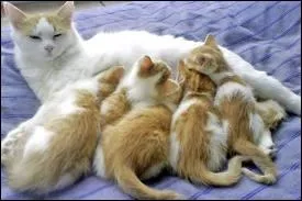 Oh ! Trop mignon ! Une petite_______avec ses bbs ! Oh ! a recommence !  vous de trouver la rponse ! Allez ! 3 . 2 . 1 . Go ! Rpondez !